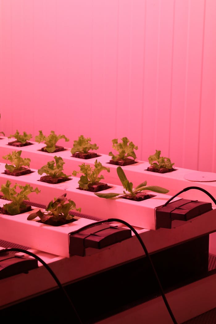 Lettuce plants in a hydroponic system under pink UV lighting, showcasing modern agriculture.