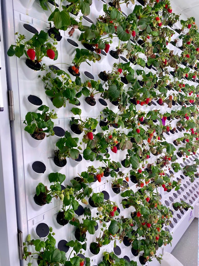 A modern vertical garden growing strawberries using a hydroponic system indoors.