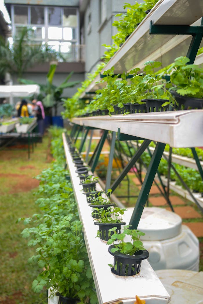 Explore sustainable urban aquaponics in Kampala featuring thriving green vegetables.