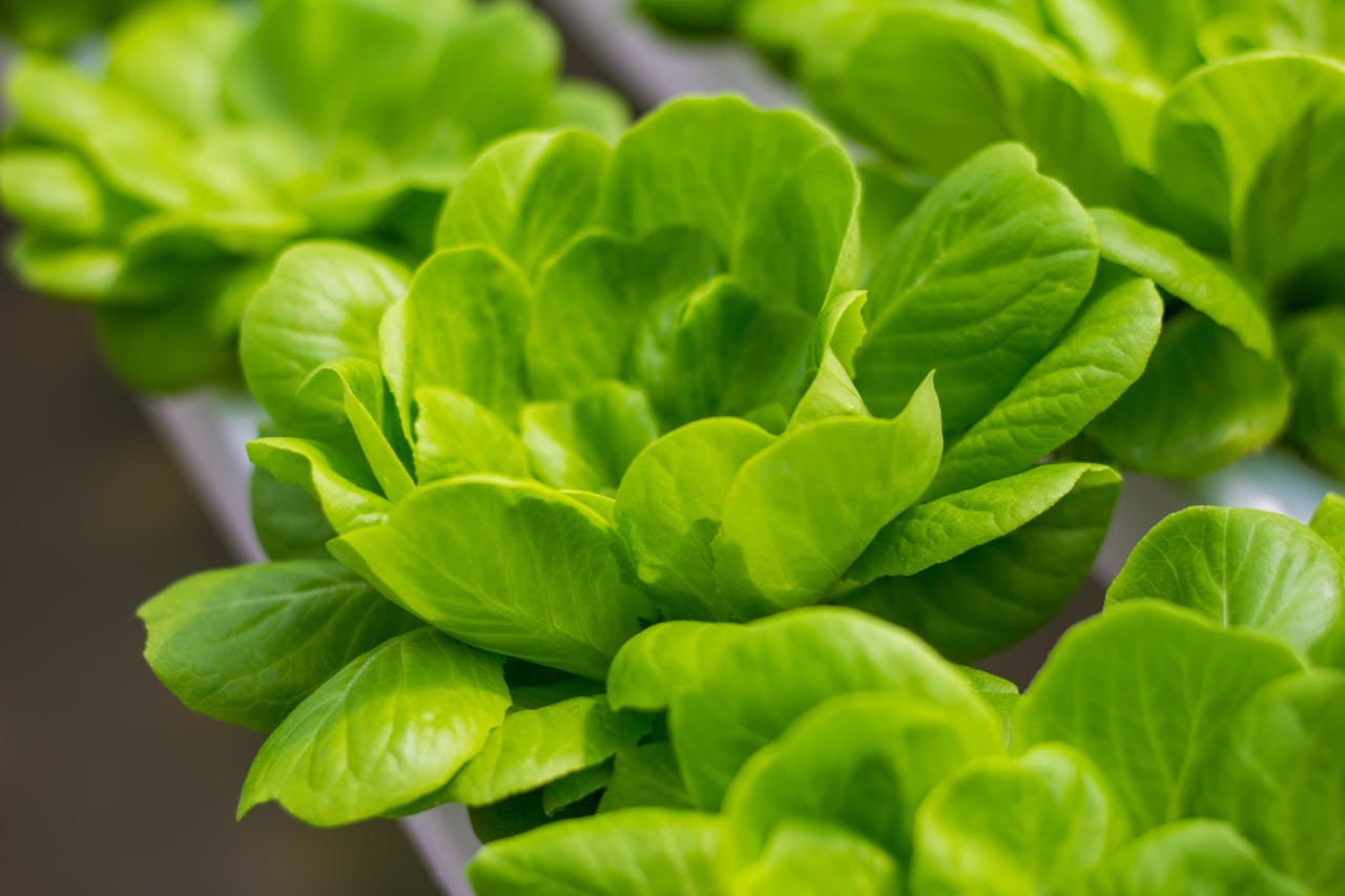 Contact Close-up of fresh green lettuce leaves in a hydroponic garden showcasing vibrant growth and health.