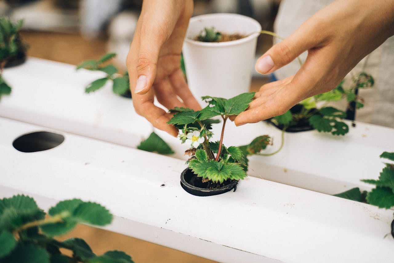 Close-up of hands nurturing a young strawberry plant in a hydroponic setup.